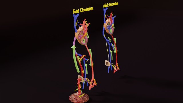 Fetal and adult blood circulation Modello 3D .c4d .max .obj .3ds .fbx .stl .blend 