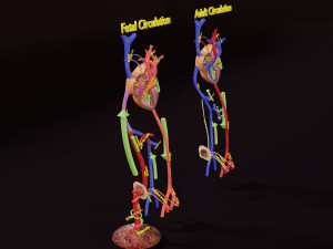 Fetal and adult blood circulation 3D Model