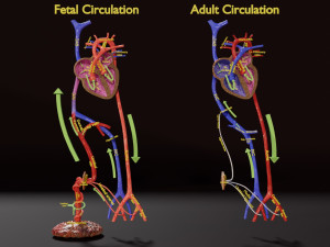 Fetal and adult blood circulation Modello 3D