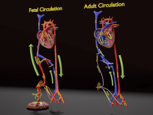 Fetal and adult blood circulation Modello 3D