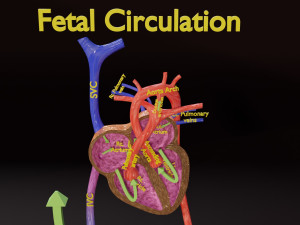 Fetal and adult blood circulation Modello 3D