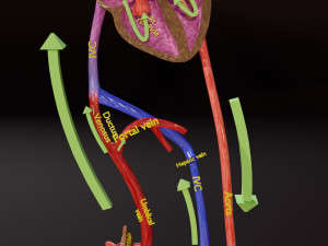Fetal and adult blood circulation Modello 3D