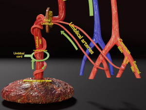 Fetal and adult blood circulation Modello 3D