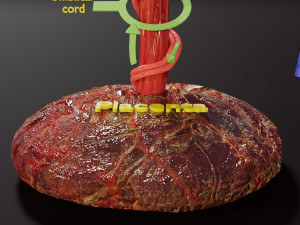 Fetal and adult blood circulation Modello 3D