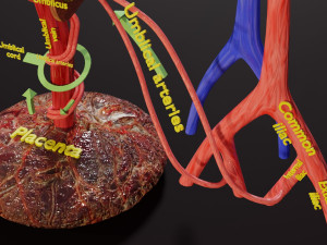 Fetal and adult blood circulation Modello 3D