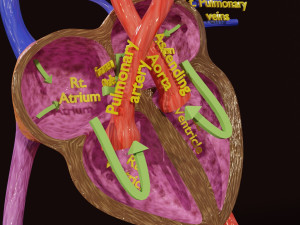 Fetal and adult blood circulation Modello 3D