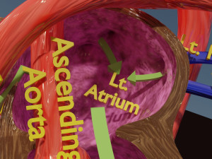 Fetal and adult blood circulation Modello 3D