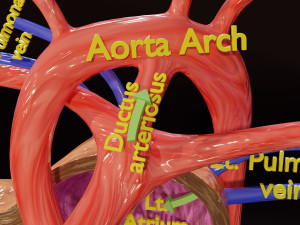 Fetal and adult blood circulation Modello 3D