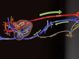 Fetal and adult blood circulation Modello 3D