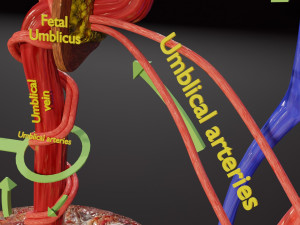 Fetal and adult blood circulation Modello 3D