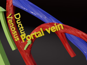 Fetal and adult blood circulation Modello 3D