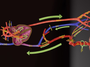 Fetal and adult blood circulation Modello 3D