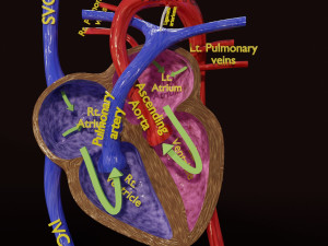 Fetal and adult blood circulation Modello 3D