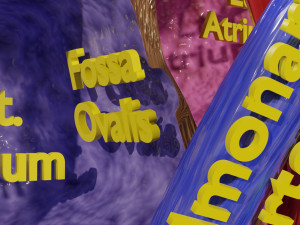 Fetal and adult blood circulation Modello 3D