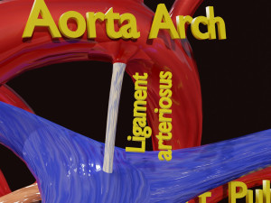 Fetal and adult blood circulation Modello 3D