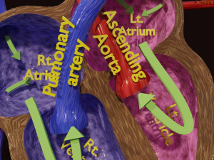 Fetal and adult blood circulation Modello 3D