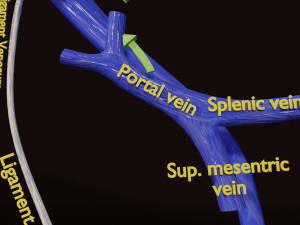 Fetal and adult blood circulation Modello 3D