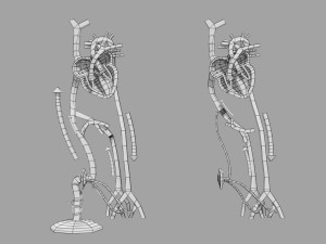 Fetal and adult blood circulation Modello 3D