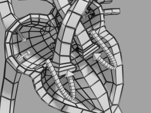 Fetal and adult blood circulation Modello 3D