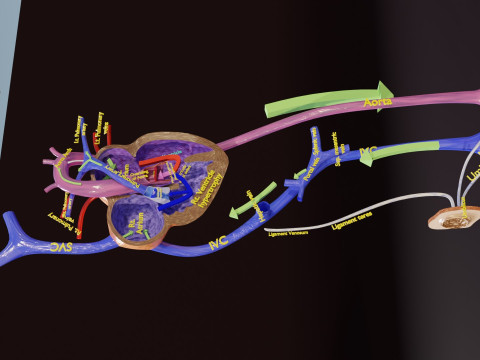 TAF Tetralogy of Fallot vs Normal circulation 3D मॉडल