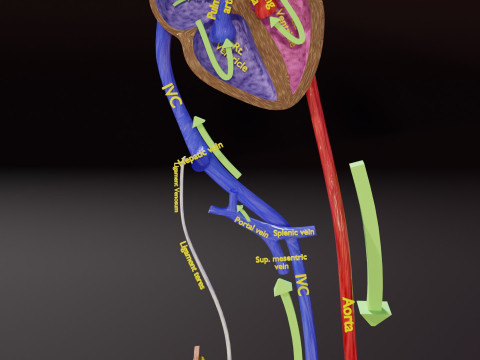 TAF Tetralogy of Fallot vs Normal circulation 3D मॉडल