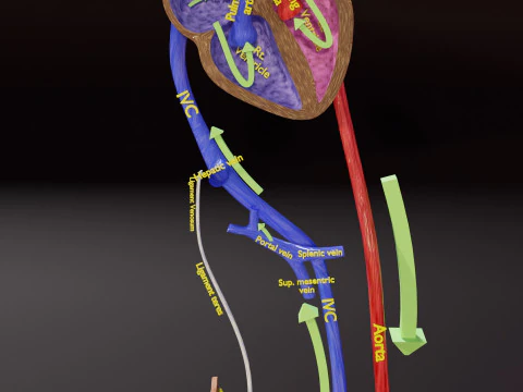 TAF Tetralogy of Fallot vs Normal circulation 3D Model