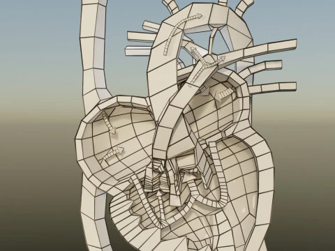 TAF Tetralogy of Fallot vs Normal circulation 3D Model