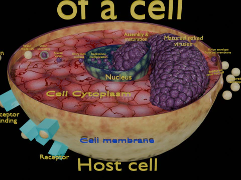 Ciclo de infec&ccedil;&atilde;o do v&iacute;rus na c&eacute;lula hospedeira Modelo 3D