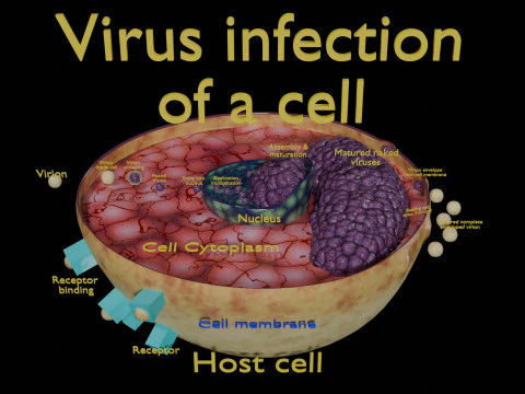 Virus infection cycle in host cell 3D Model