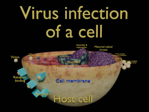 Virus infection cycle in host cell 3D Model