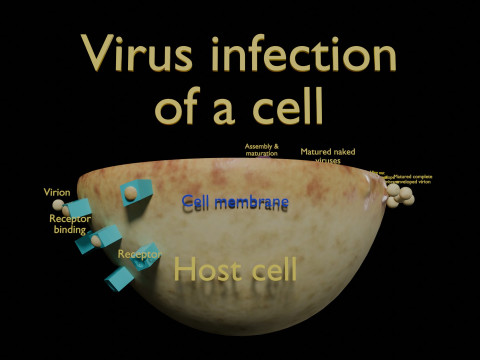 Virus infection cycle in host cell 3D Модель