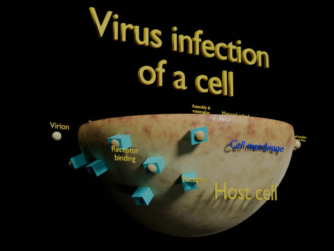 Virus infection cycle in host cell 3D Модель