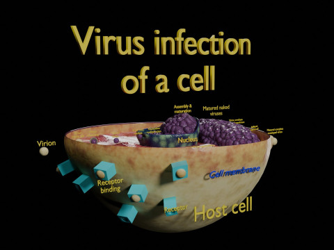 Virus infection cycle in host cell 3D Модель
