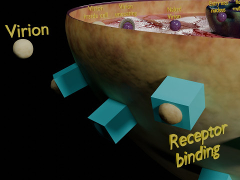 Virus infection cycle in host cell 3D Модель