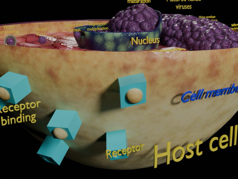 Virus infection cycle in host cell 3D Модель
