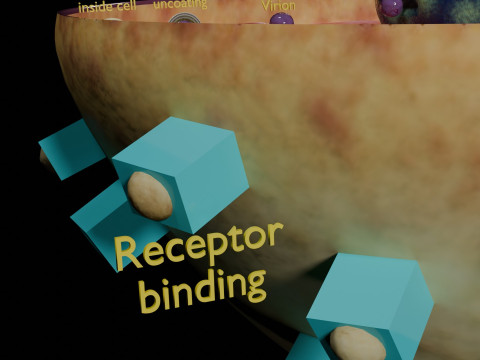 Virus infection cycle in host cell 3D Модель