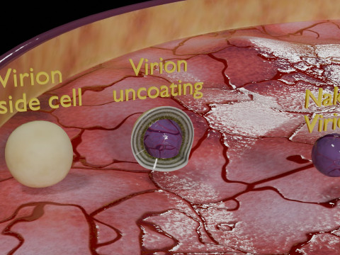 Virus infection cycle in host cell 3D Модель