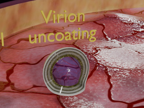 Virus infection cycle in host cell 3D Модель