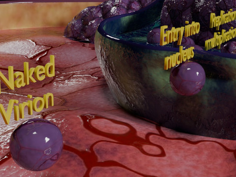 Virus infection cycle in host cell 3D Модель