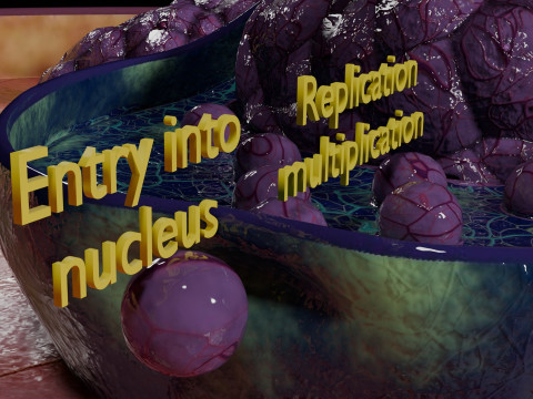 Virus infection cycle in host cell 3D Модель