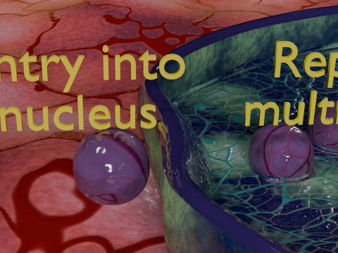 Virus infection cycle in host cell 3D Модель