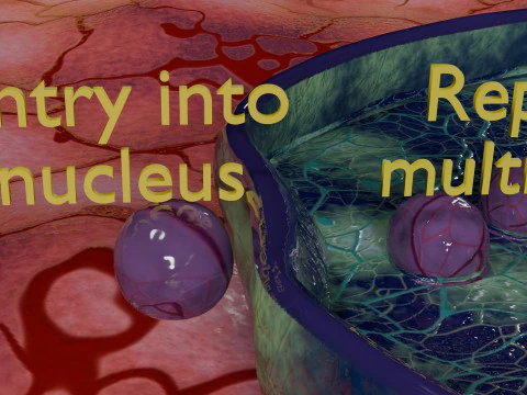 Virus infection cycle in host cell 3D Model