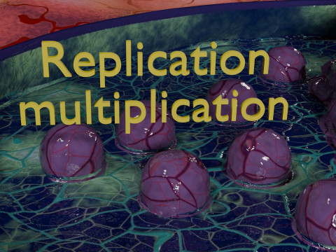 Virus infection cycle in host cell 3D Модель