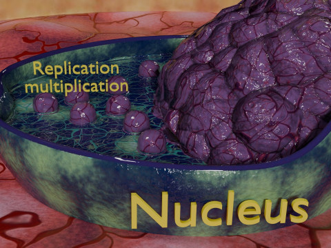 Virus infection cycle in host cell 3D Модель