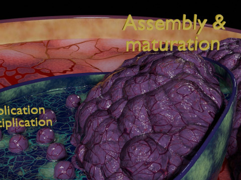 Virus infection cycle in host cell 3D Модель