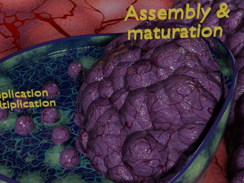 Virus infection cycle in host cell 3D Модель
