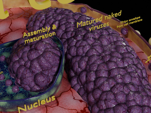 Virus infection cycle in host cell 3D Модель