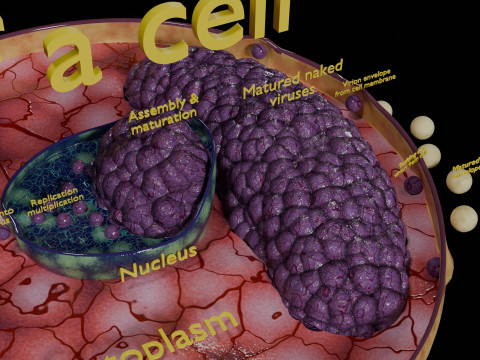 Virus infection cycle in host cell 3D Модель