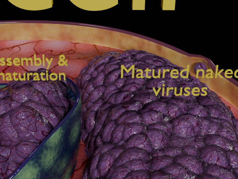 Virus infection cycle in host cell 3D Модель