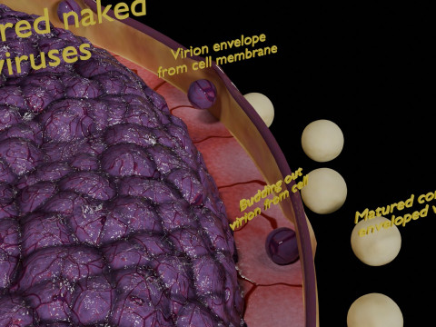 Virus infection cycle in host cell 3D Модель